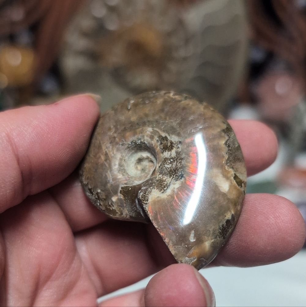 Fossilized Ammonite Shell
